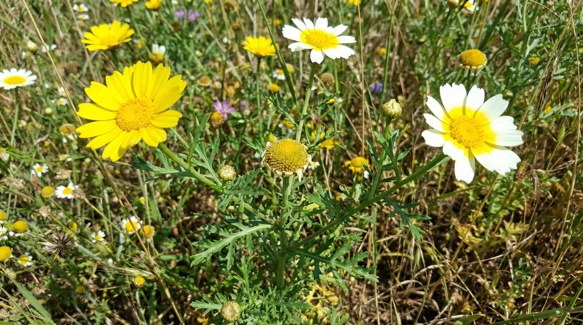Crown Daisy