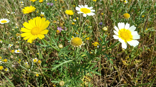 Crown Daisy