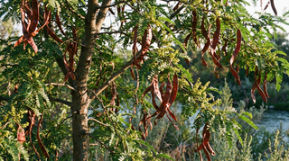 Honey Locust