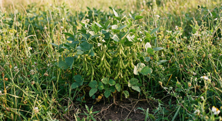 Soybean