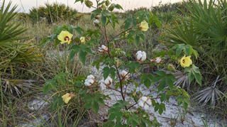 Cotton