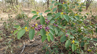 Phalsa