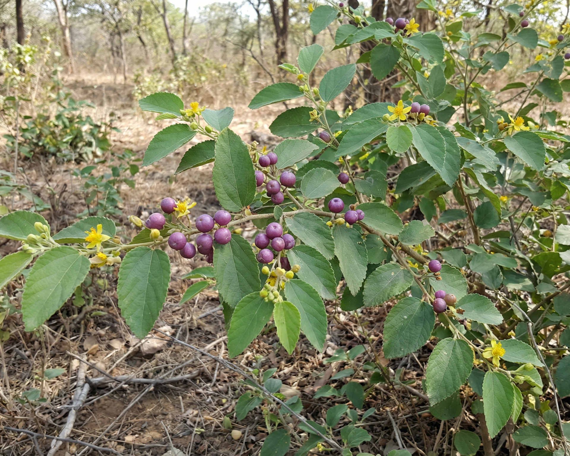 Phalsa (Falsa)
