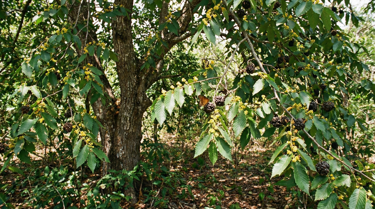 West Indian Elm
