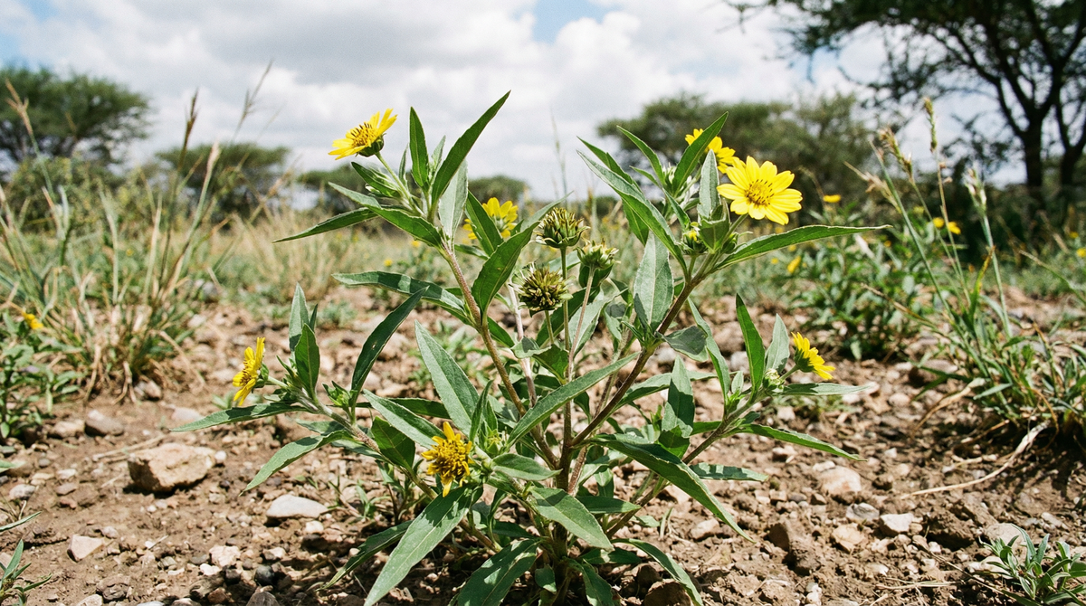 Niger Seed