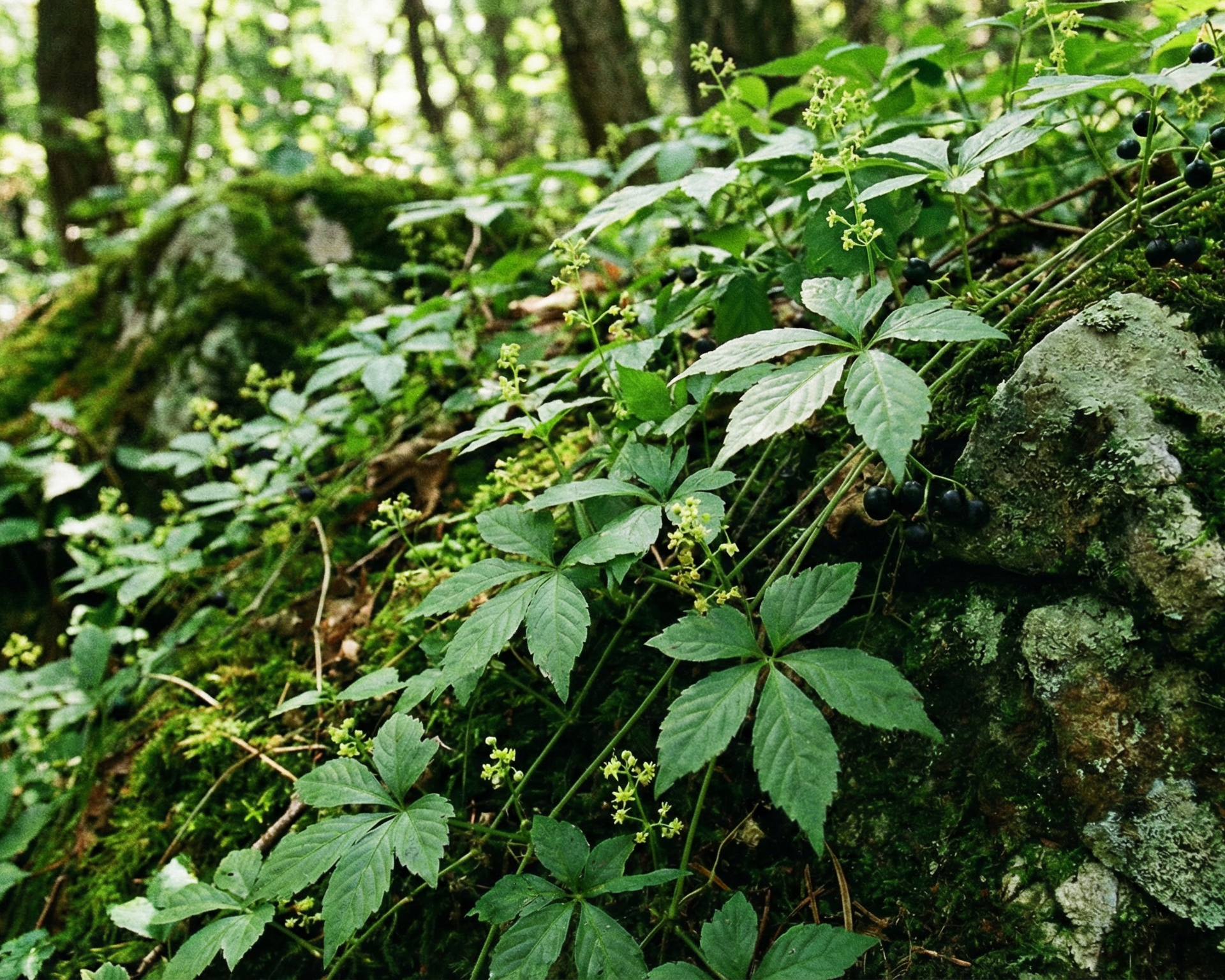 Jiaogulan (southern ginseng)