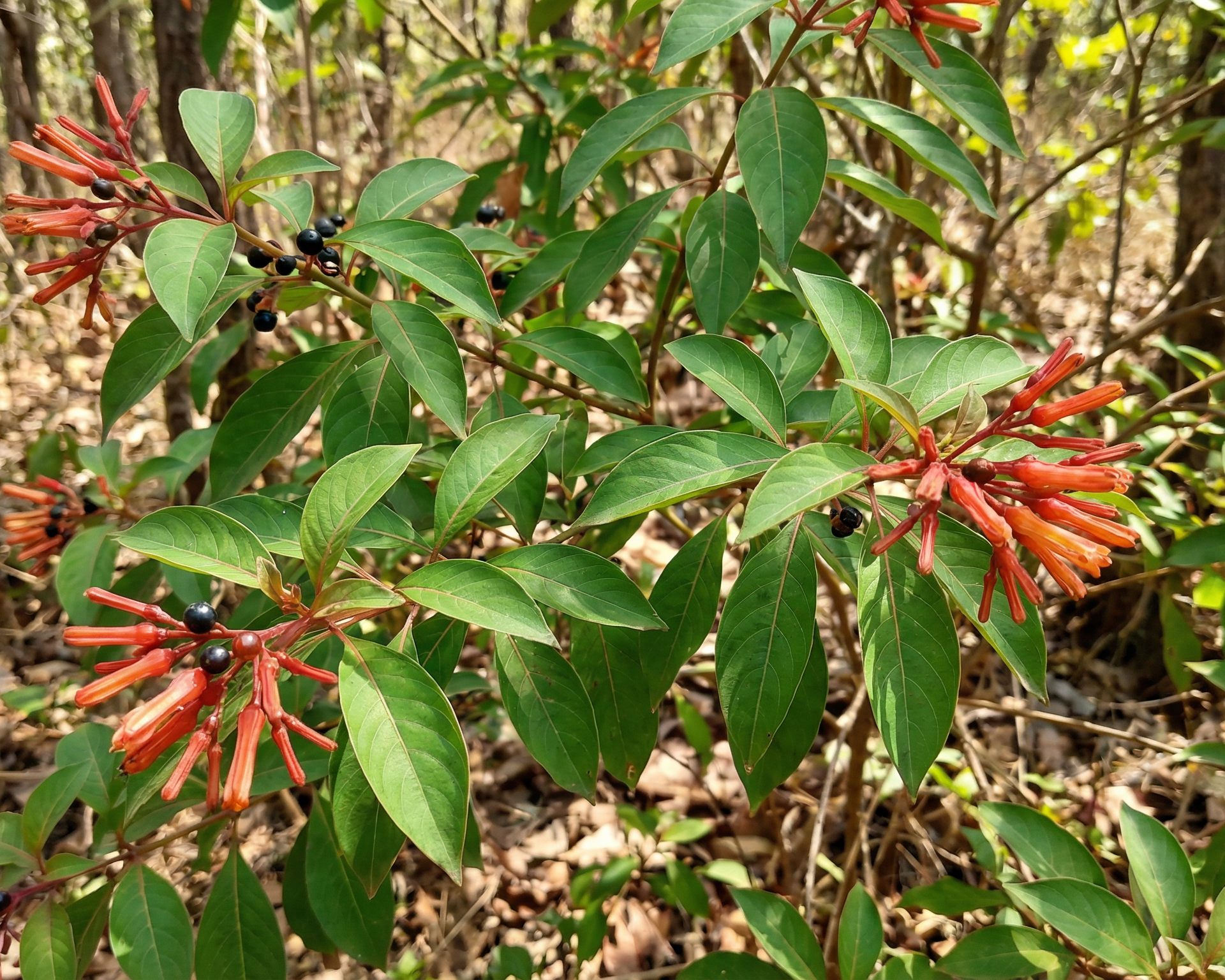 Firebush