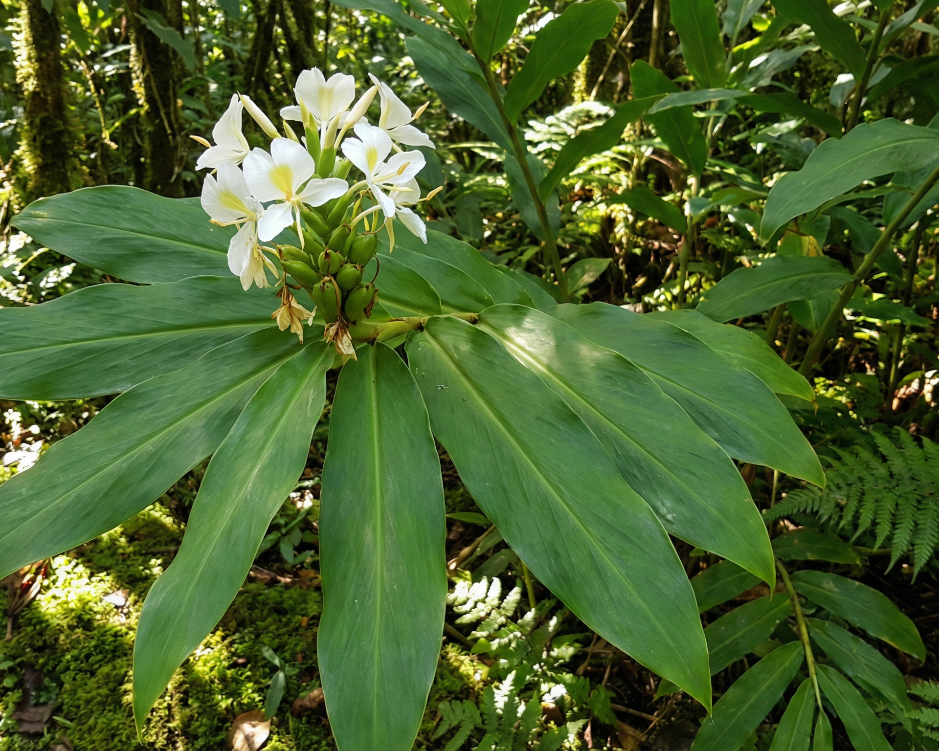Ginger lily