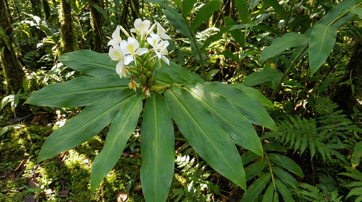 Ginger Lily