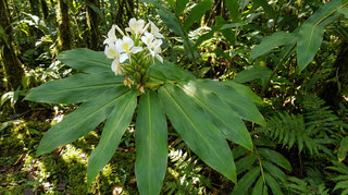 Ginger Lily