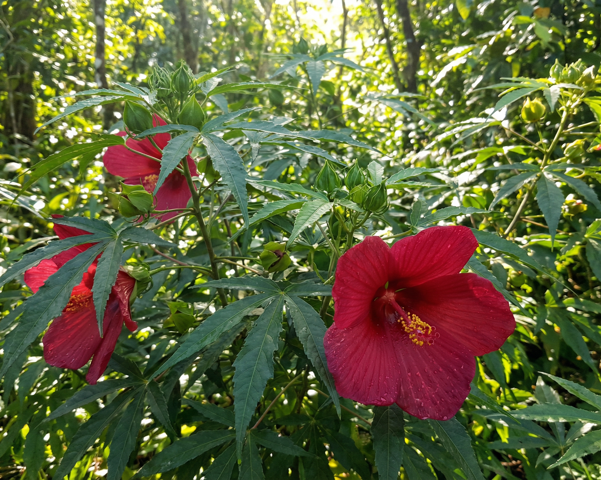Hibiscus