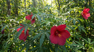 Hibiscus