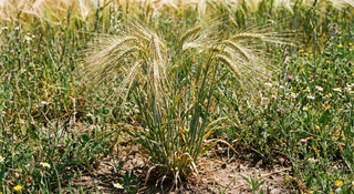 Barley