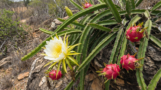 Dragon Fruit