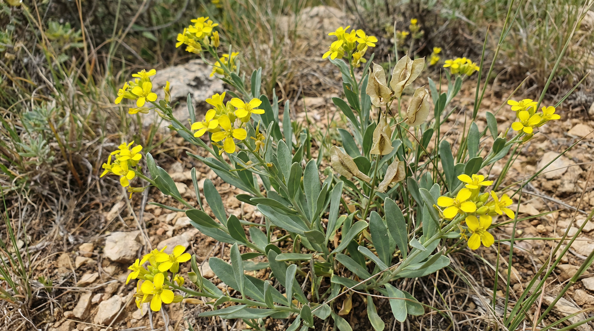 Woad
