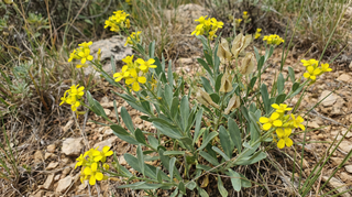 Woad