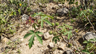 Jatropha