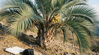 Chilean Wine Palm