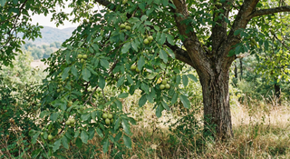 Walnut