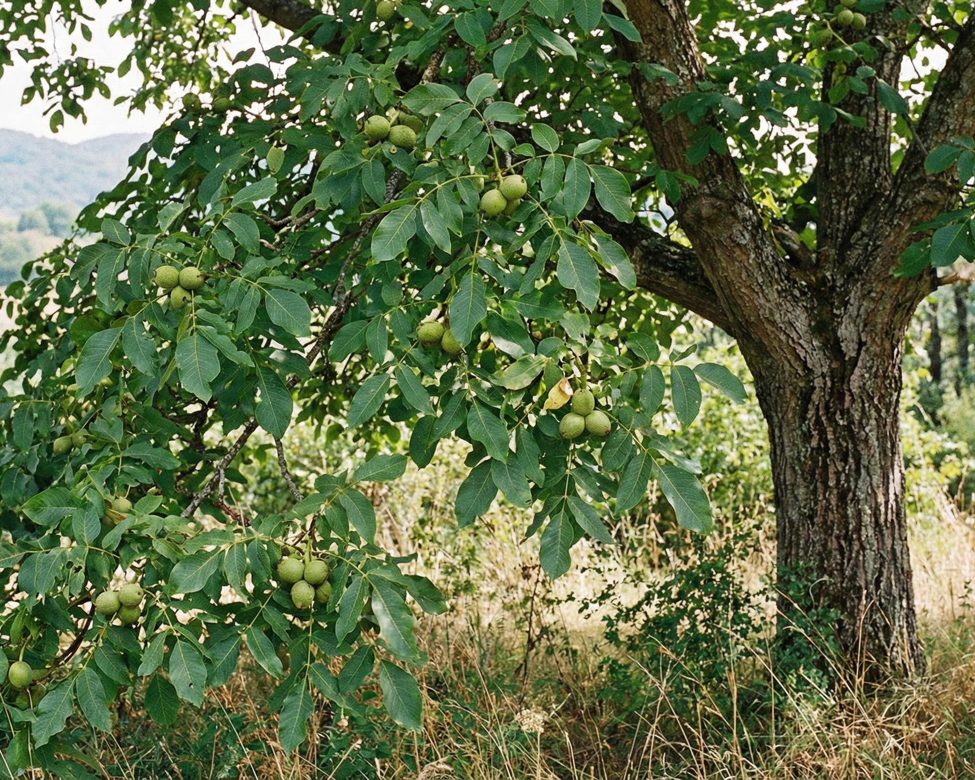Walnut