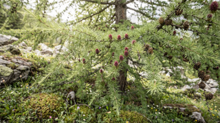 Larch
