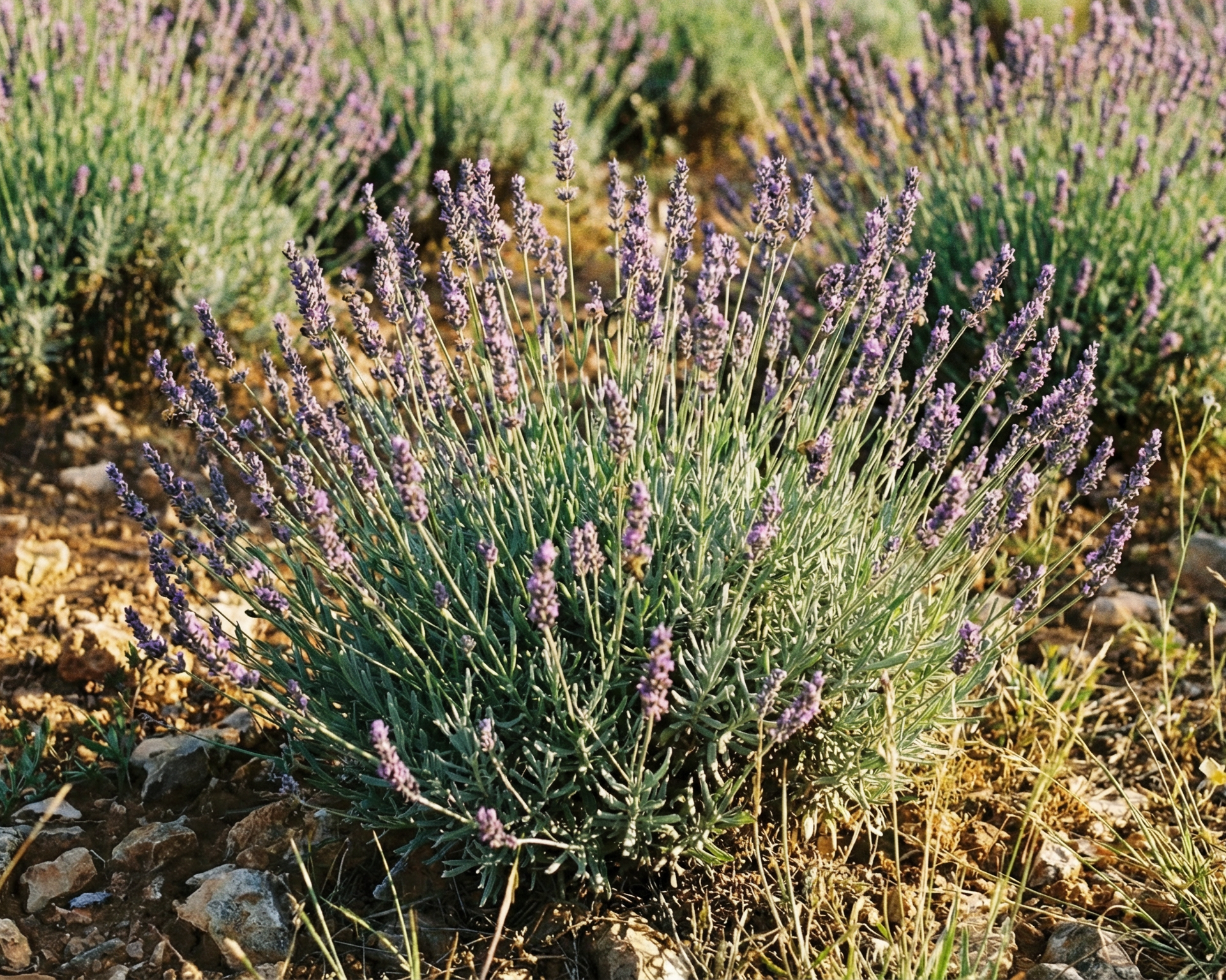 Lavender