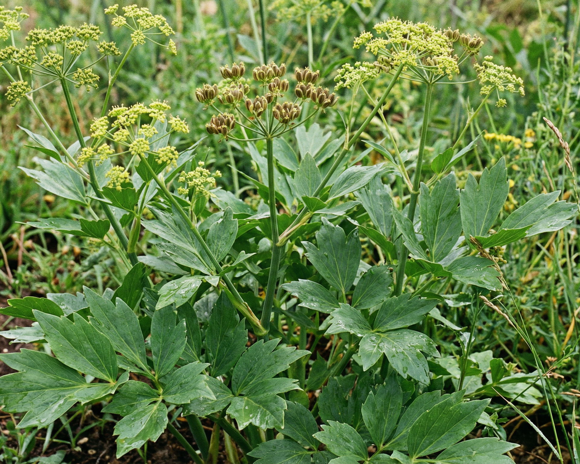 Lovage