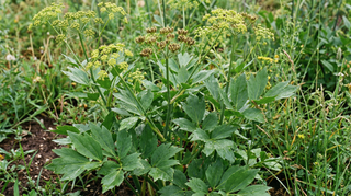 Lovage