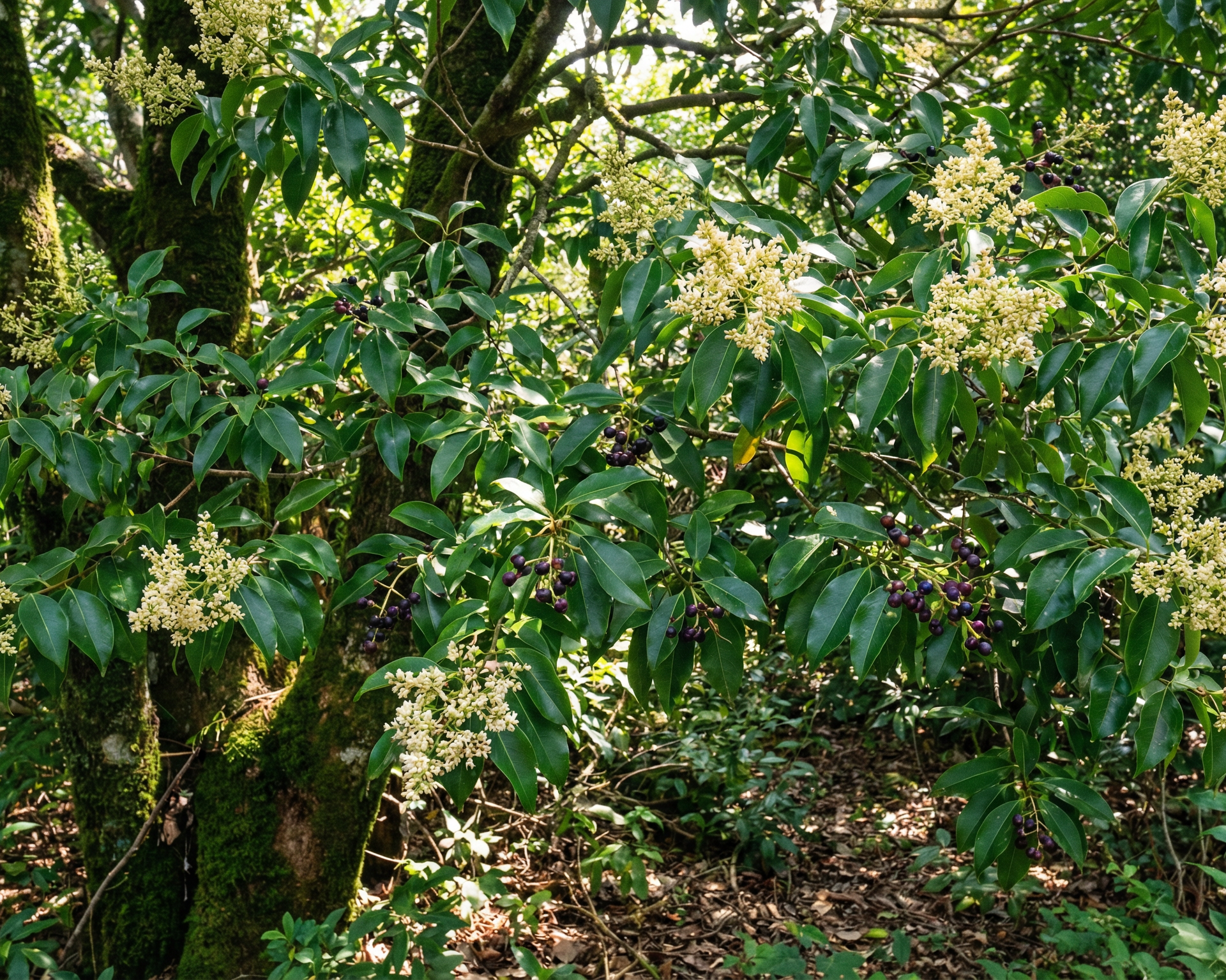 Privet