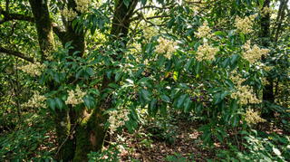 Privet