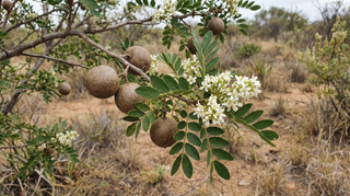 Wood Apple