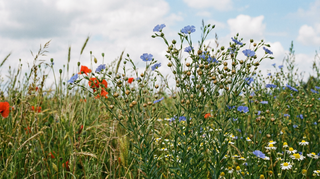 Flax