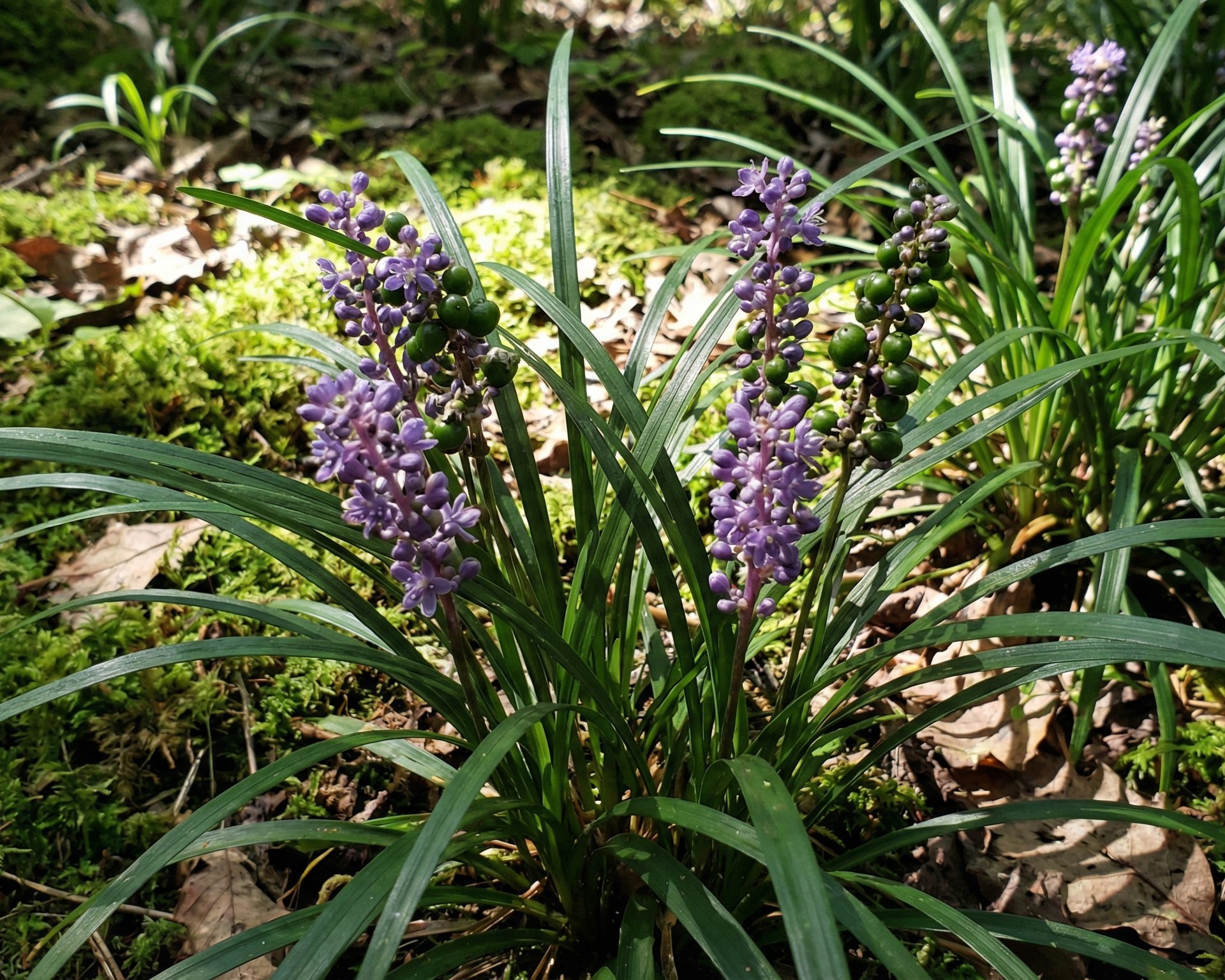 Lilyturf