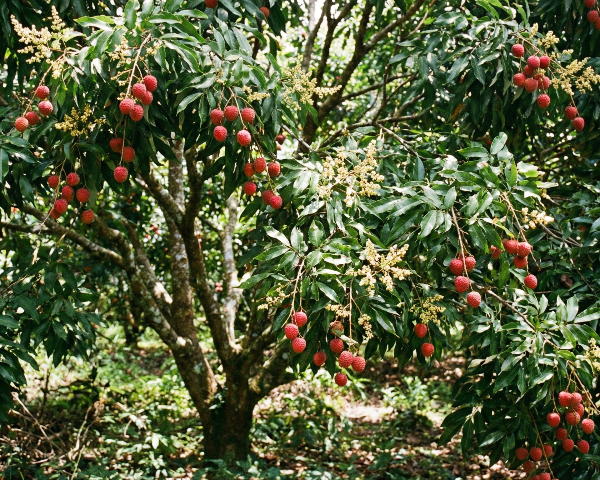 Lychee