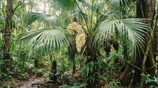 Fan Palm