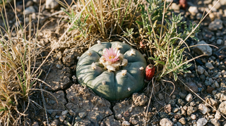 Peyote