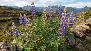 Lupine