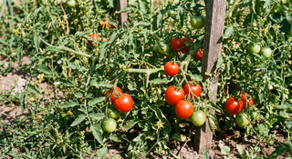 Tomato
