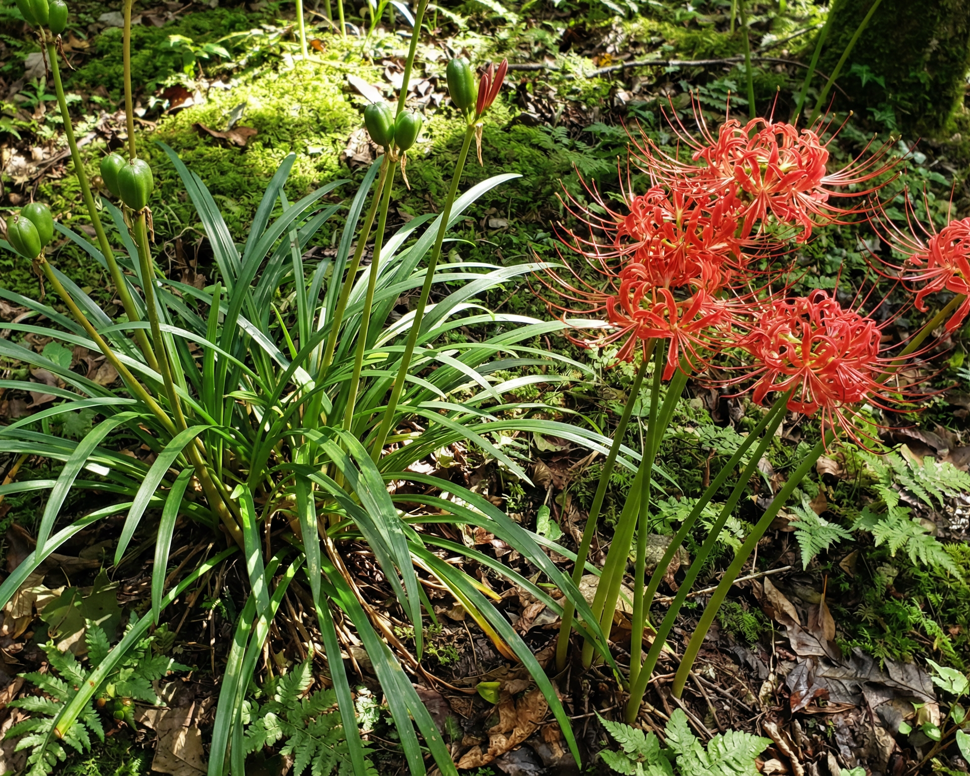 Surprise Lily (Magic Lily, Resurrection Lily)
