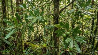 Macadamia