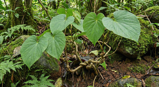 Kawakawa