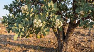 Bead-Bean Tree