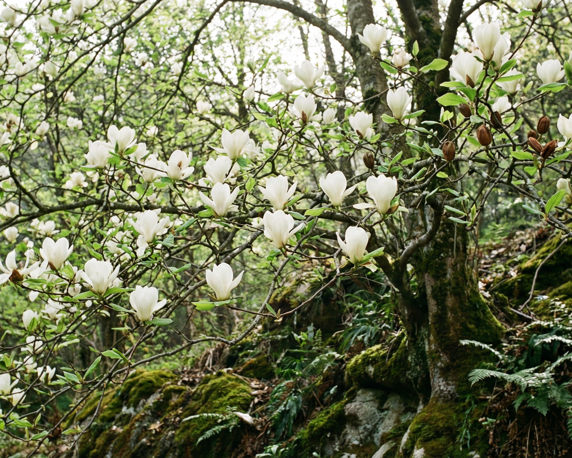 Magnolia
