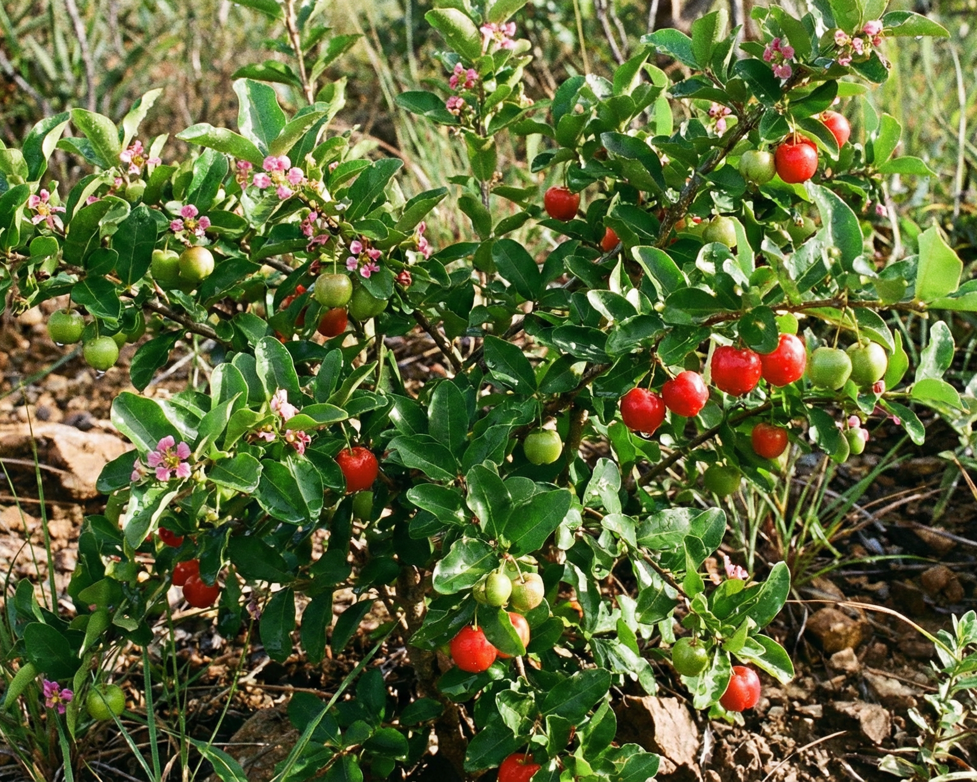 Barbados Cherry