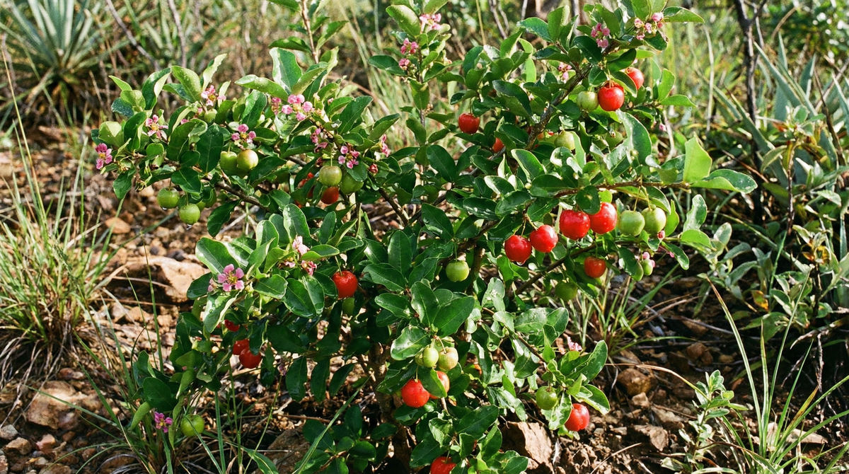 Barbados Cherry