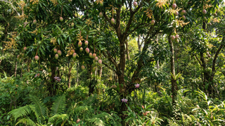 Mango