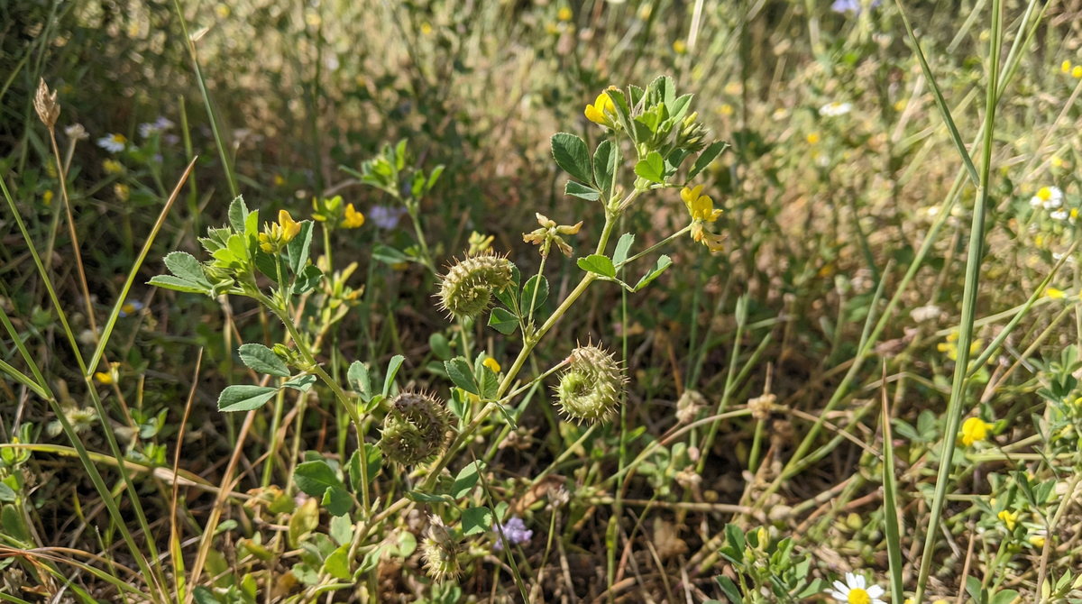 Alfalfa
