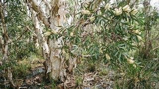 Paperbark