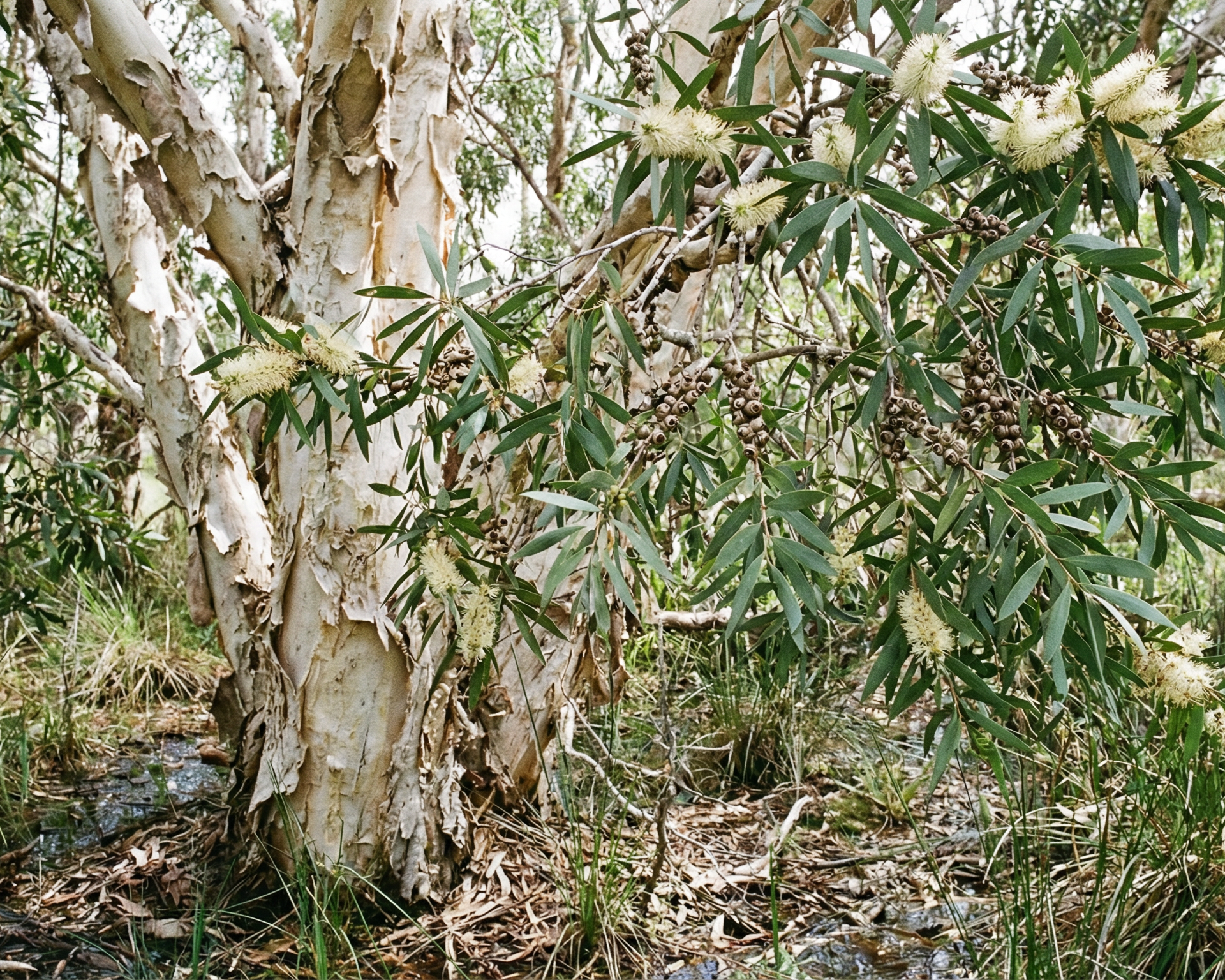 Broad-leaved Paperbark