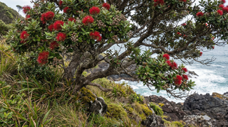 Pōhutukawa